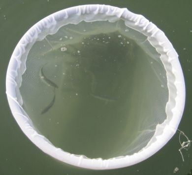 Bait Transfer Pen (DIY Floatation)