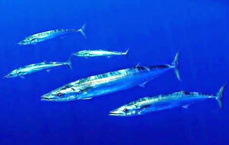 Wahoo swimming underwater